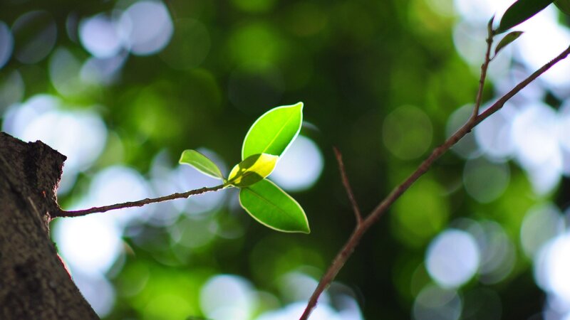 Sunlit leaf on a tree branch