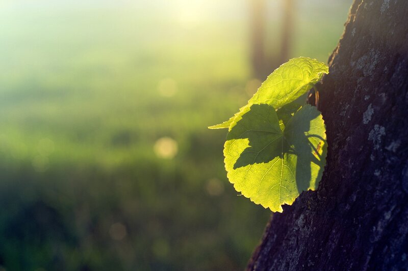Sunlit leaf on a tree trunk