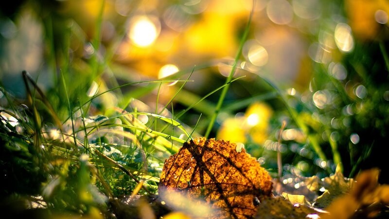 Sunlit leaf on grass