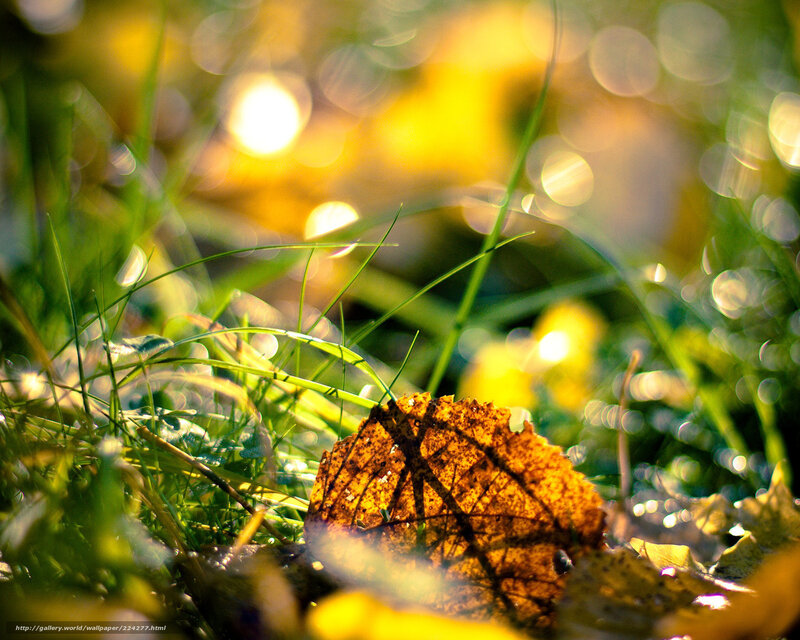 Sunlit leaf on grass