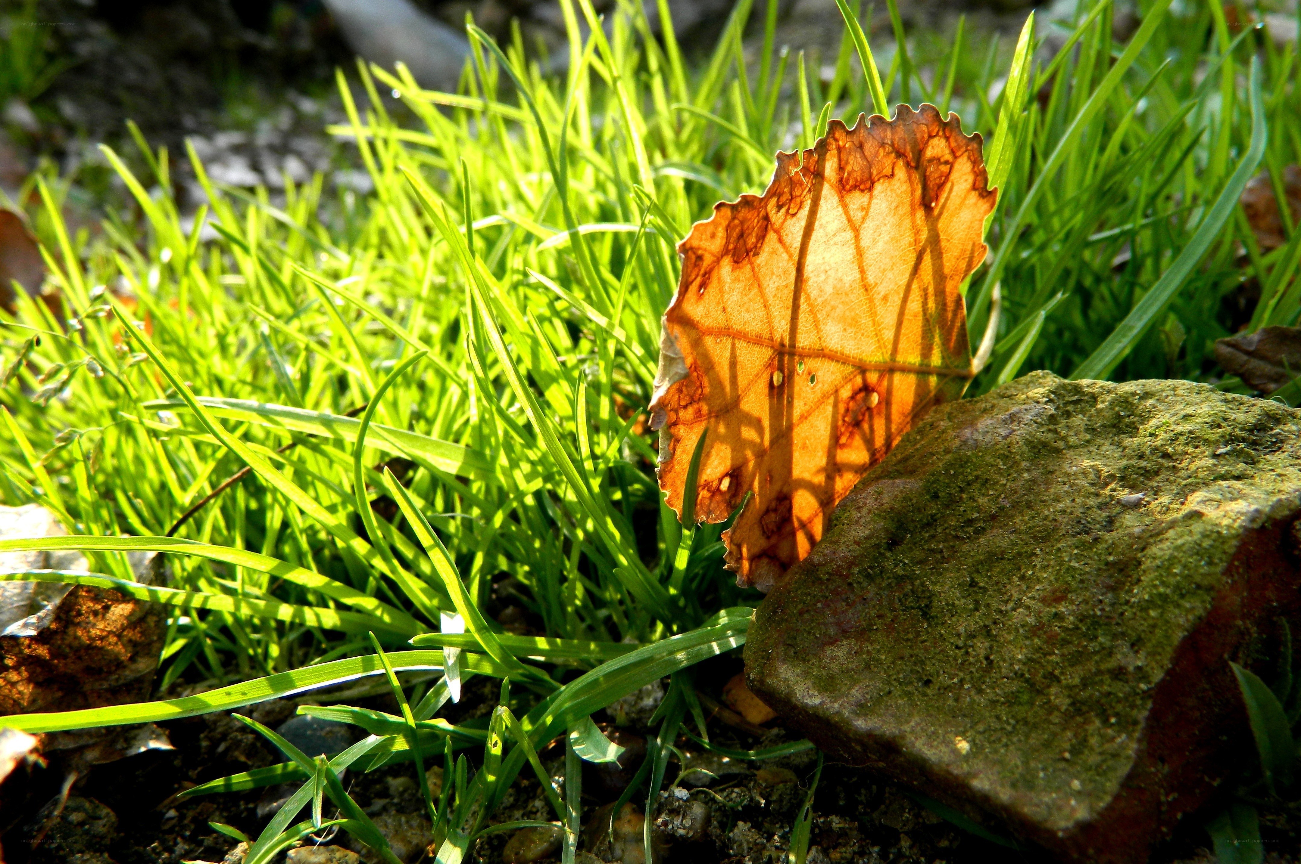 Sunlit leaf on green grass
