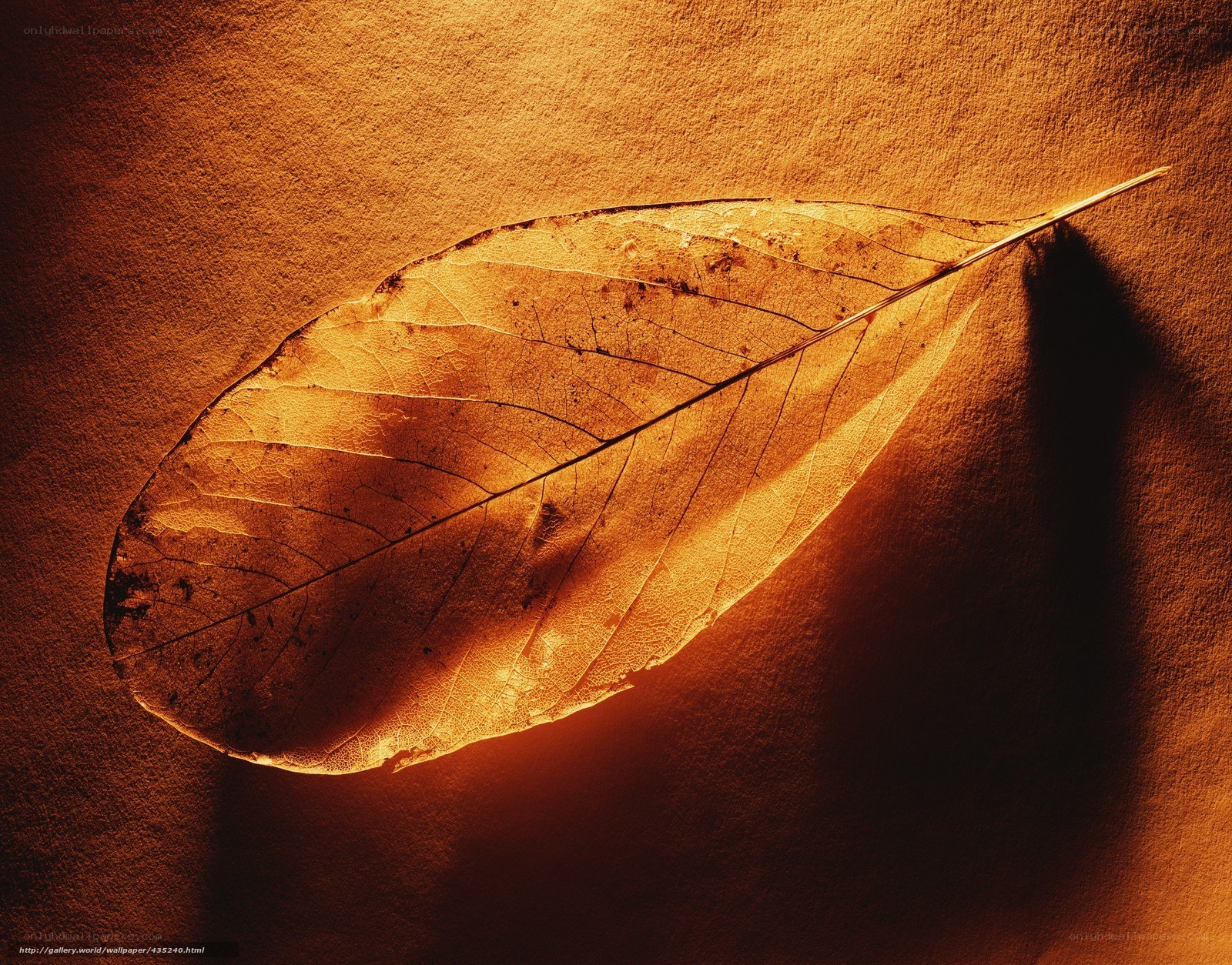 Sunlit leaf on textured surface