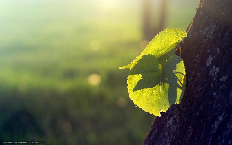 Sunlit leaf on tree trunk