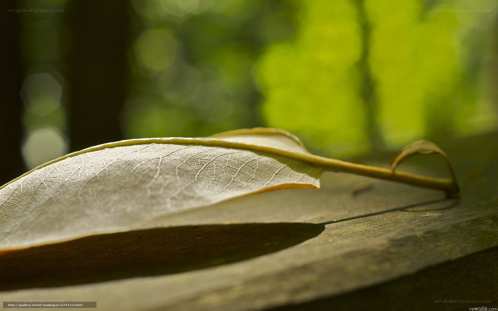 Sunlit leaf on wooden surface
