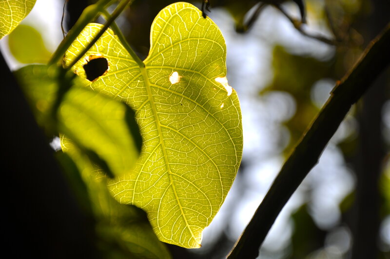 Sunlit leaf with holes