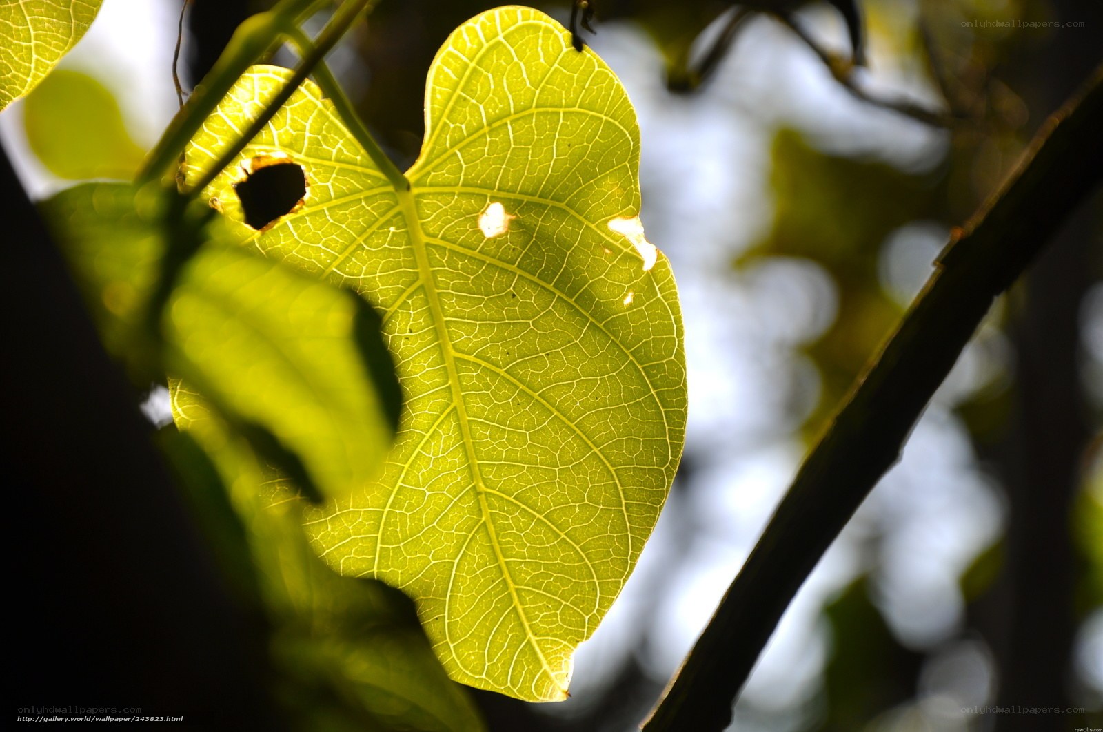 Sunlit leaf with holes