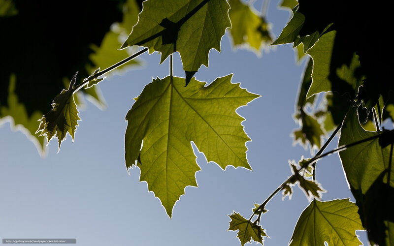 Sunlit leaves against blue sky