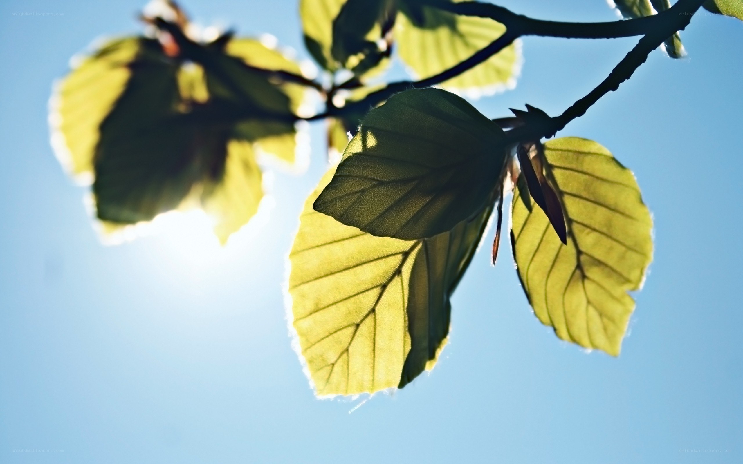 Sunlit leaves against blue sky