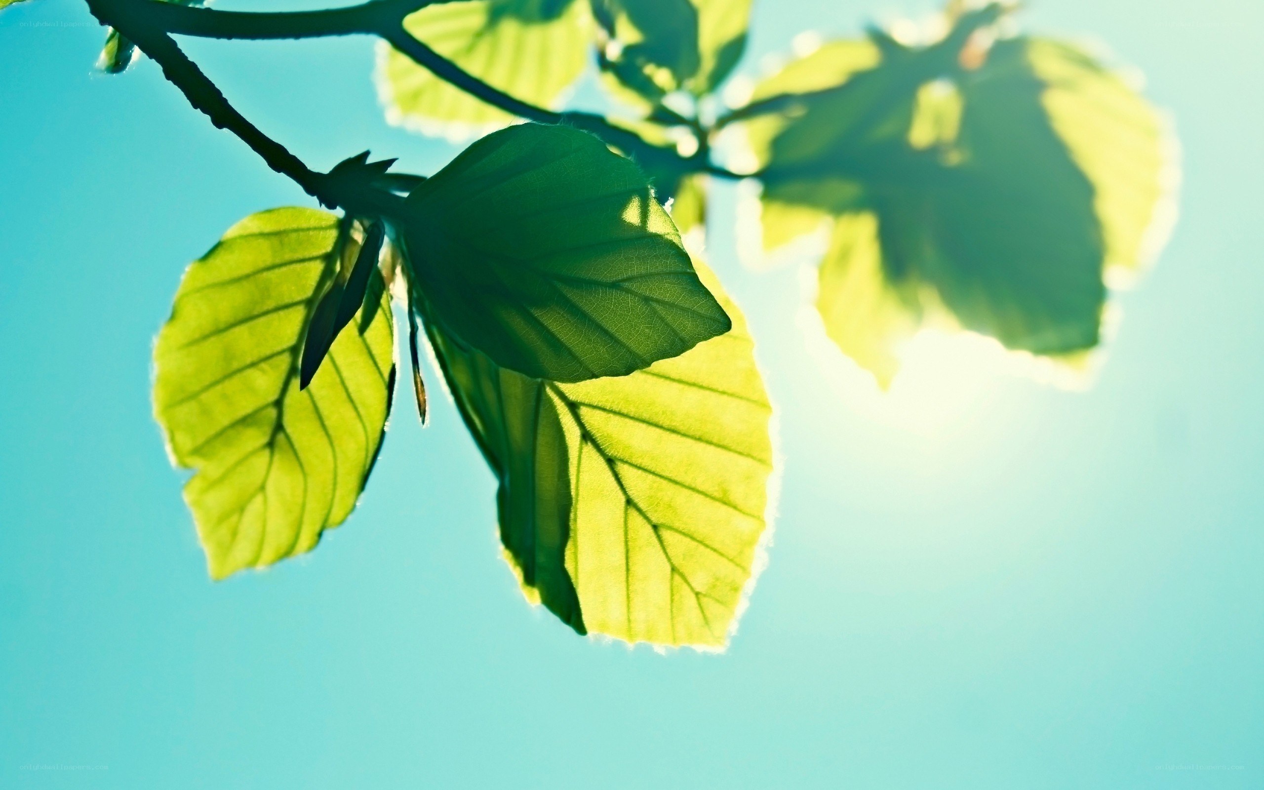 Sunlit leaves against blue sky