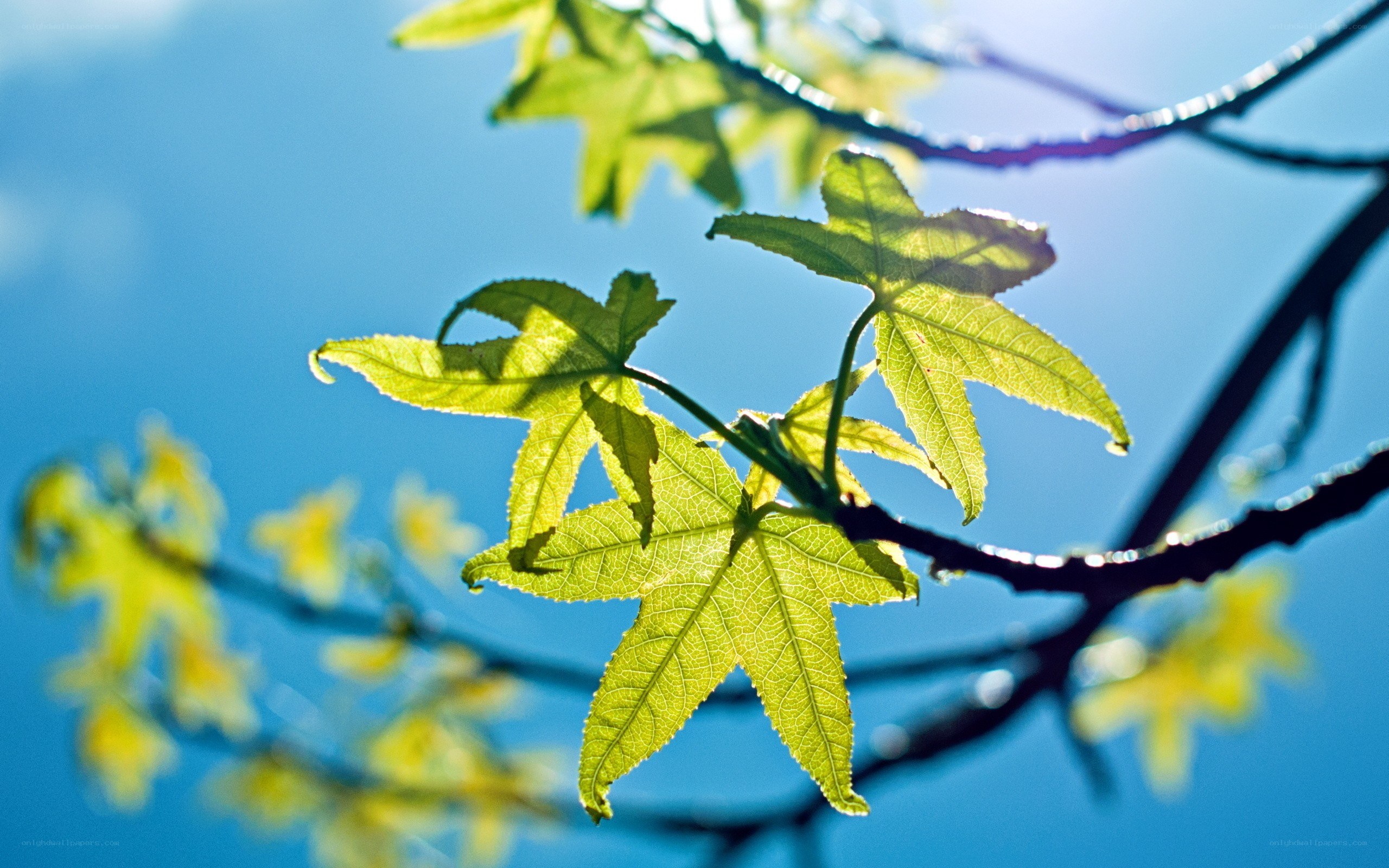 Sunlit leaves against blue sky