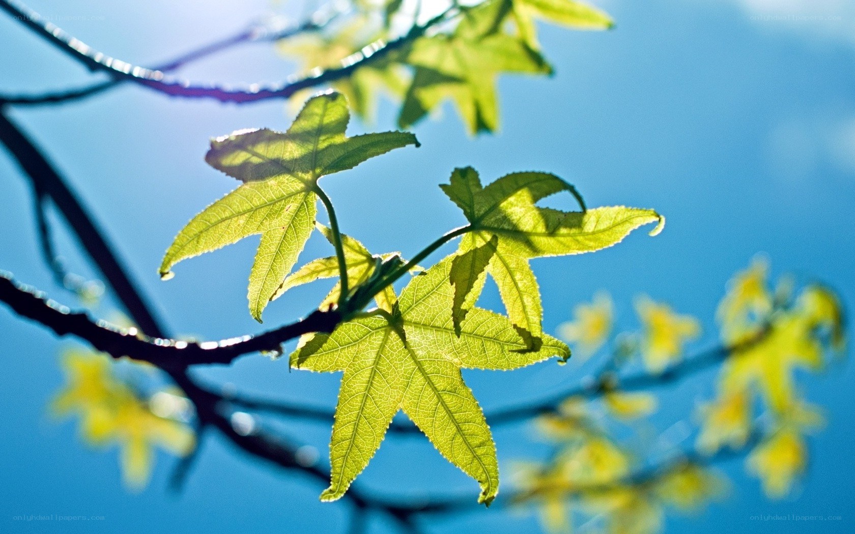 Sunlit leaves against blue sky