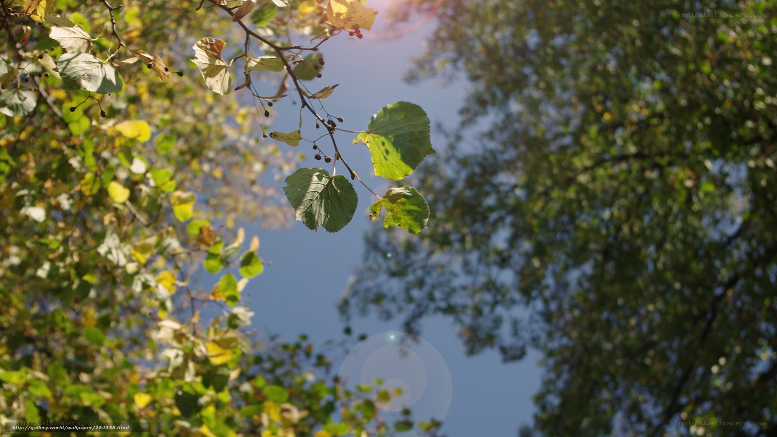Sunlit leaves against blue sky