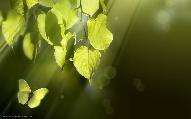 Sunlit leaves and butterfly