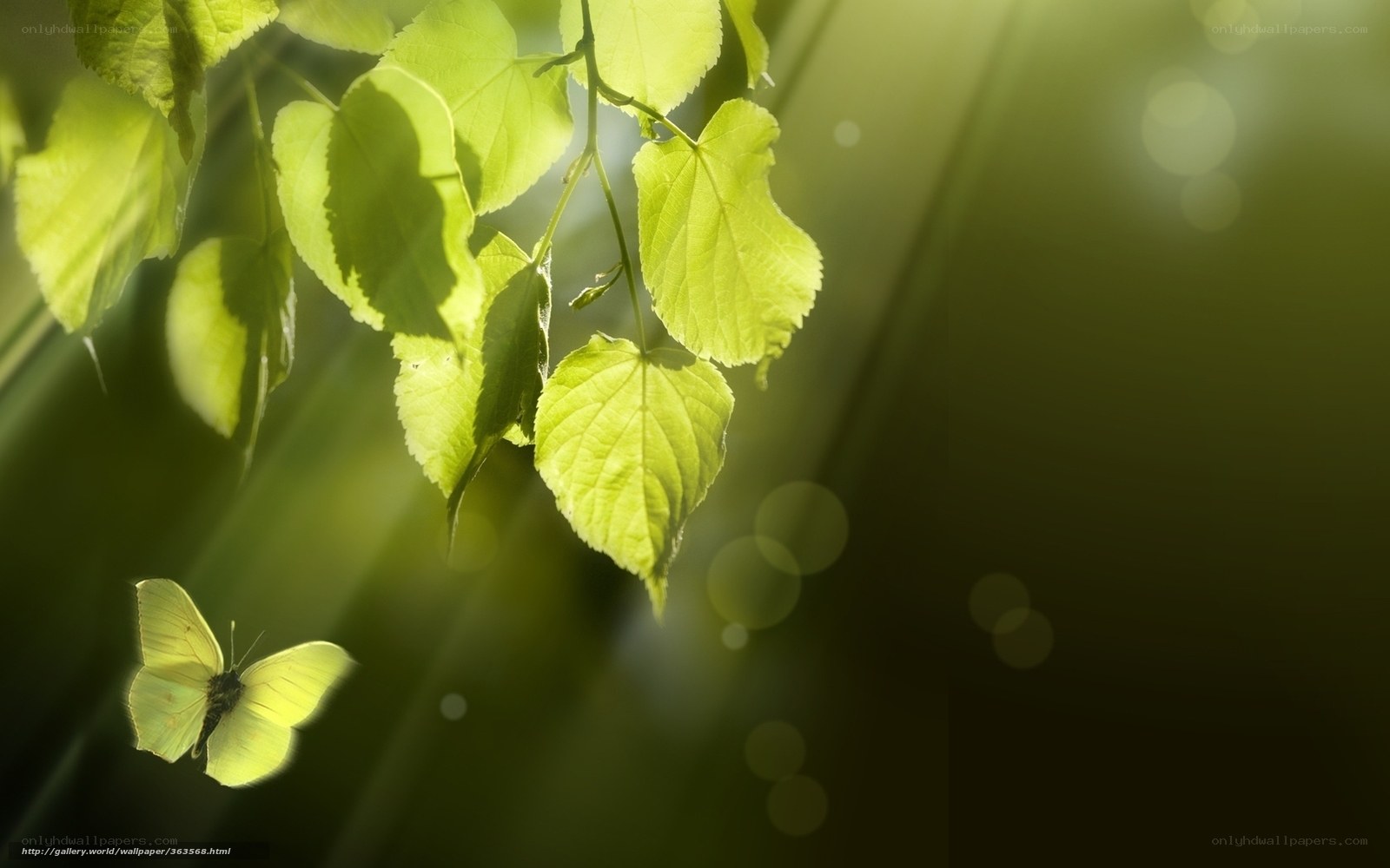 Sunlit leaves and butterfly