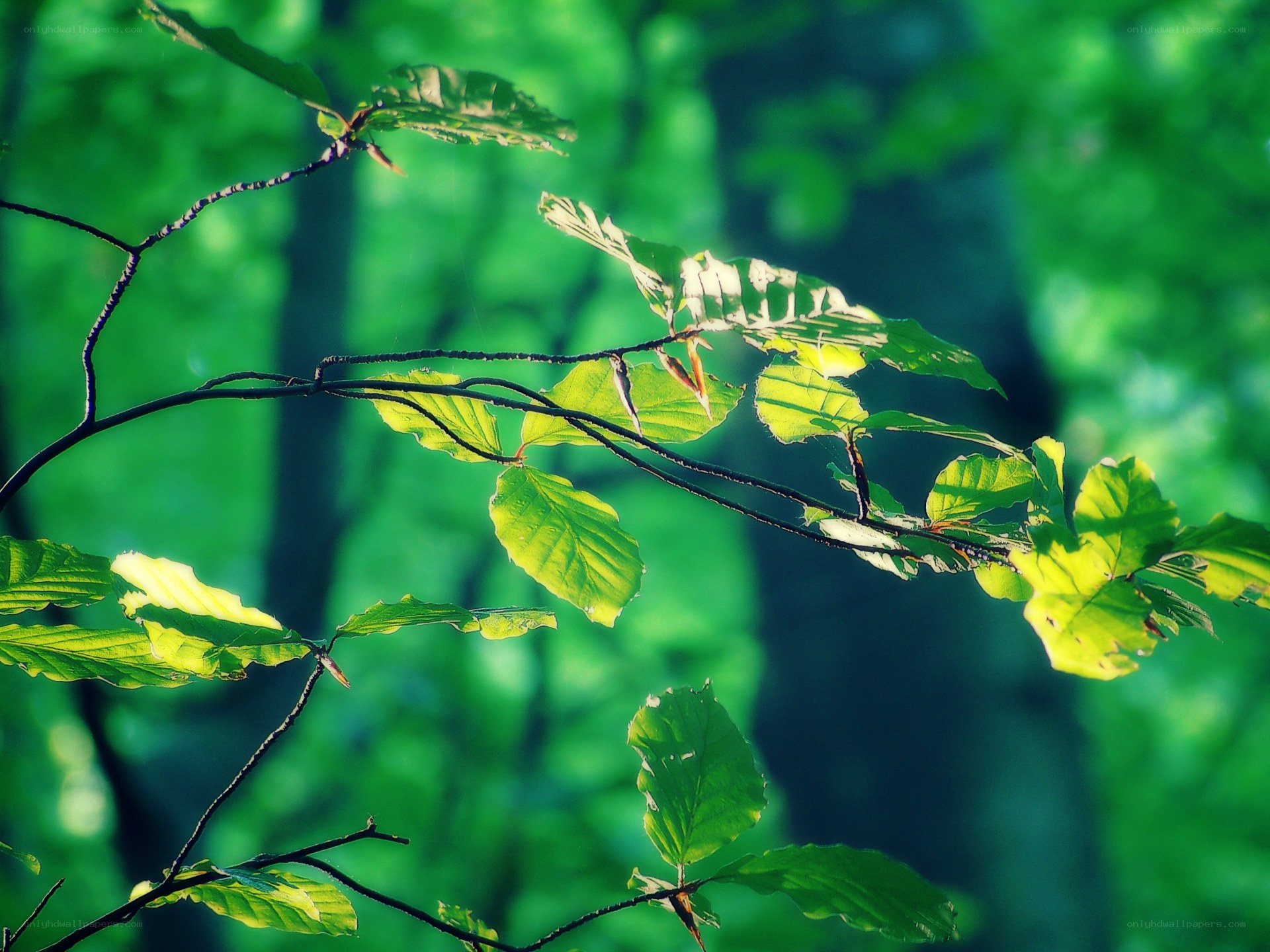 Sunlit leaves in a forest