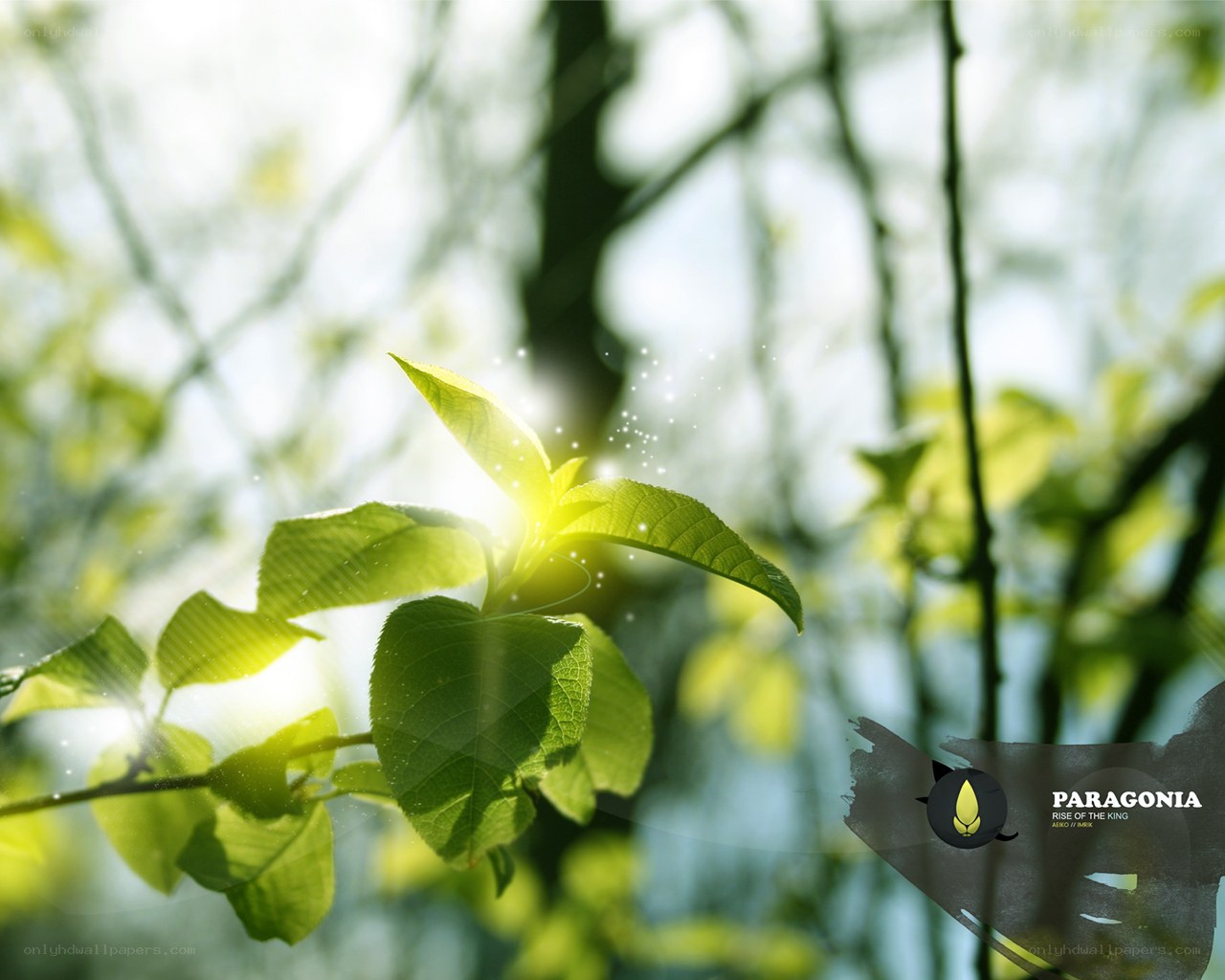 Sunlit leaves in a forest