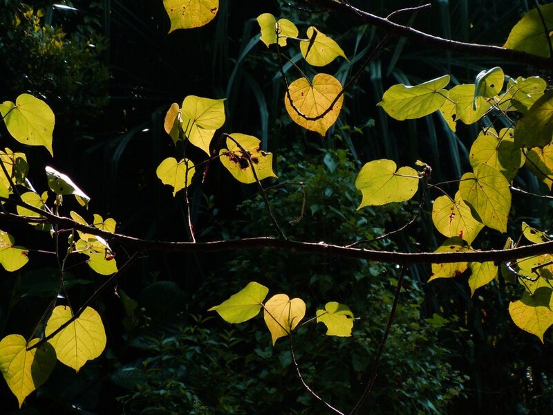 Sunlit leaves in a forest