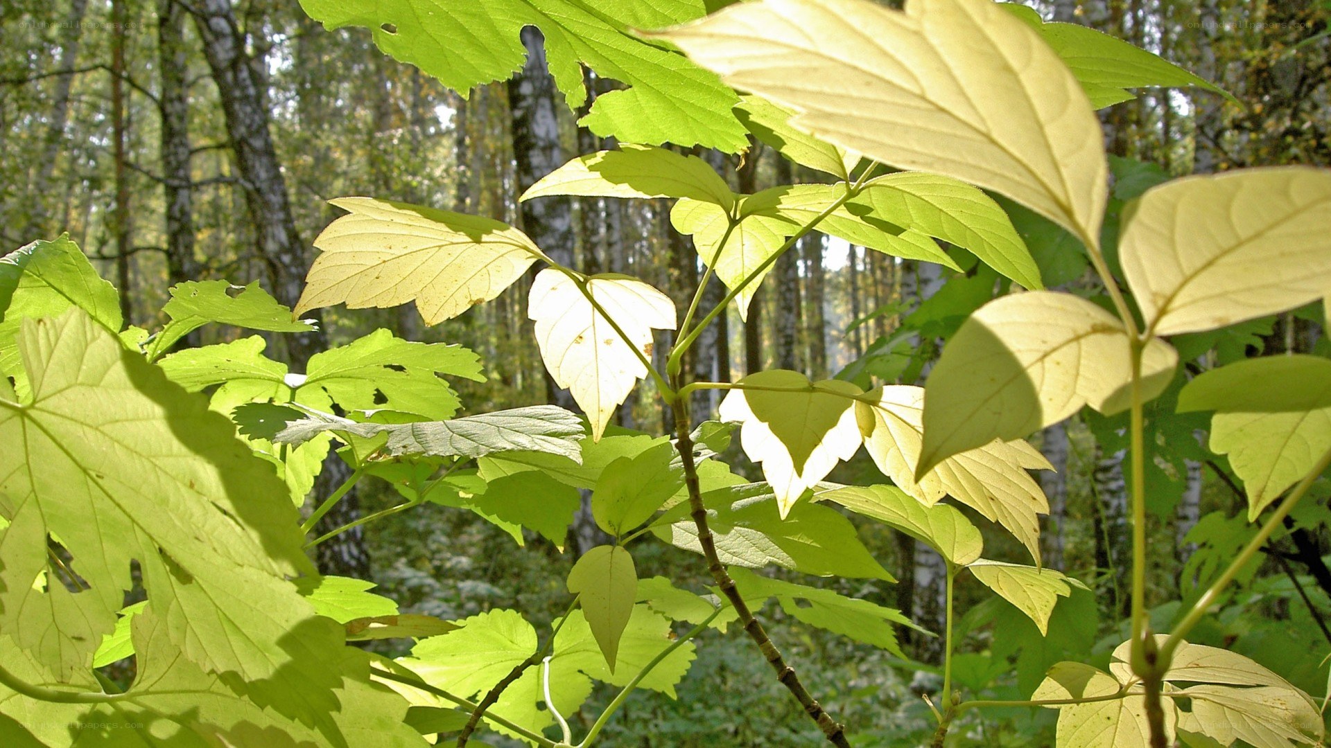 Sunlit leaves in a forest
