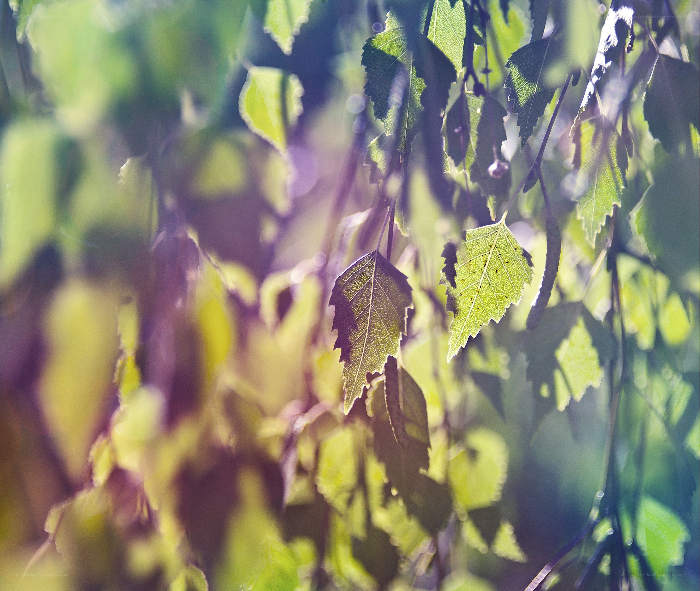Sunlit leaves in a forest