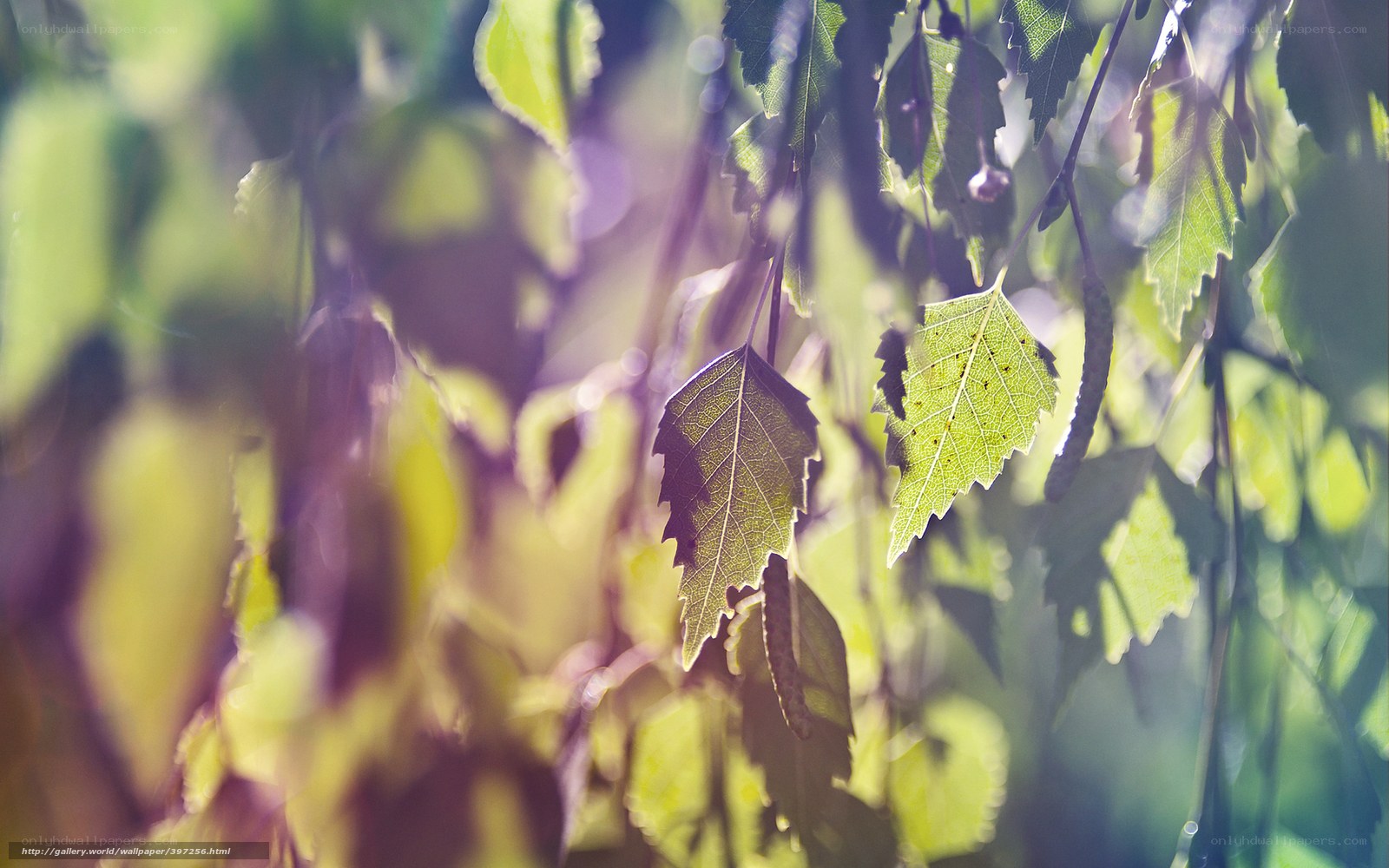 Sunlit leaves in a forest