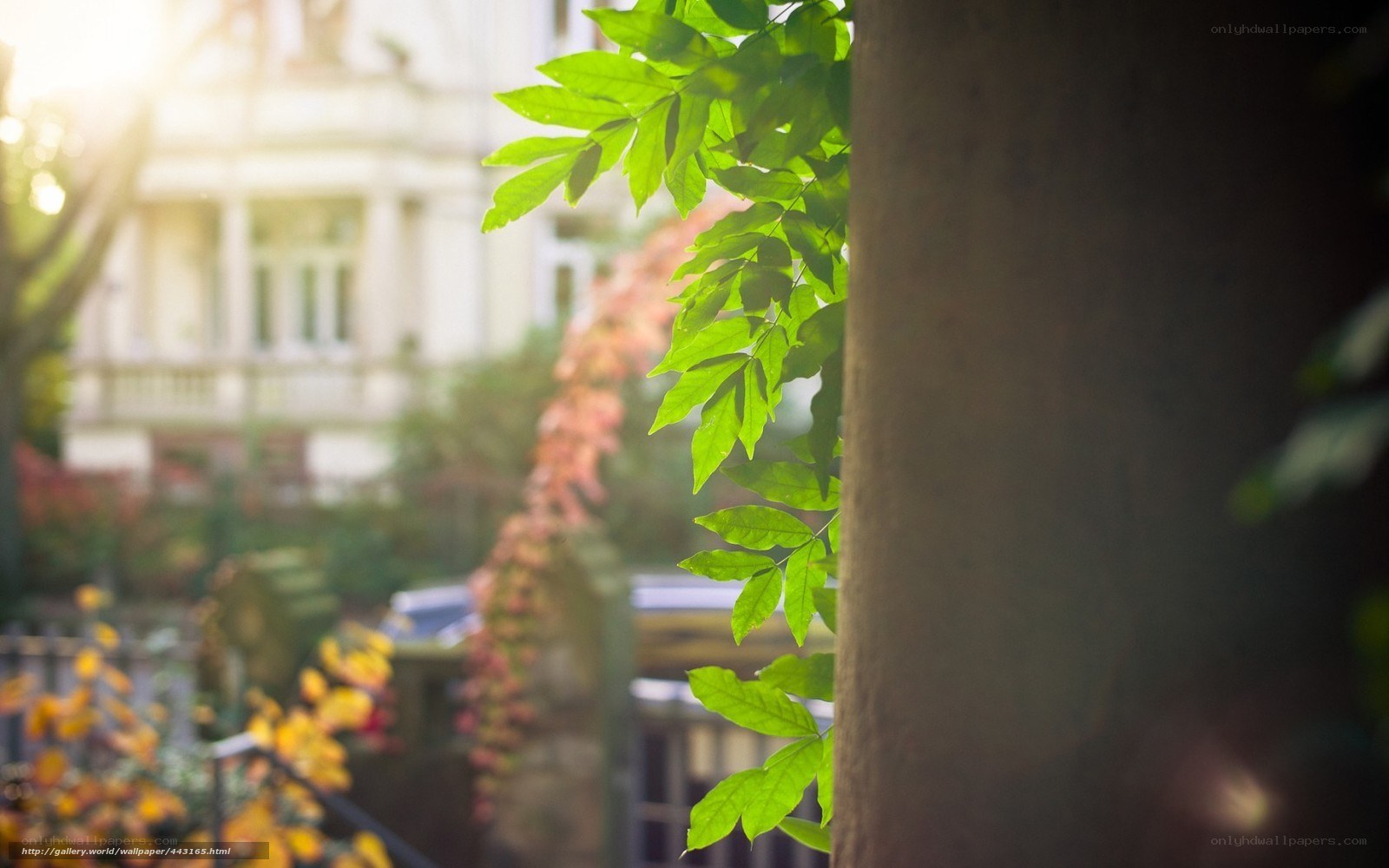 Sunlit leaves in a garden