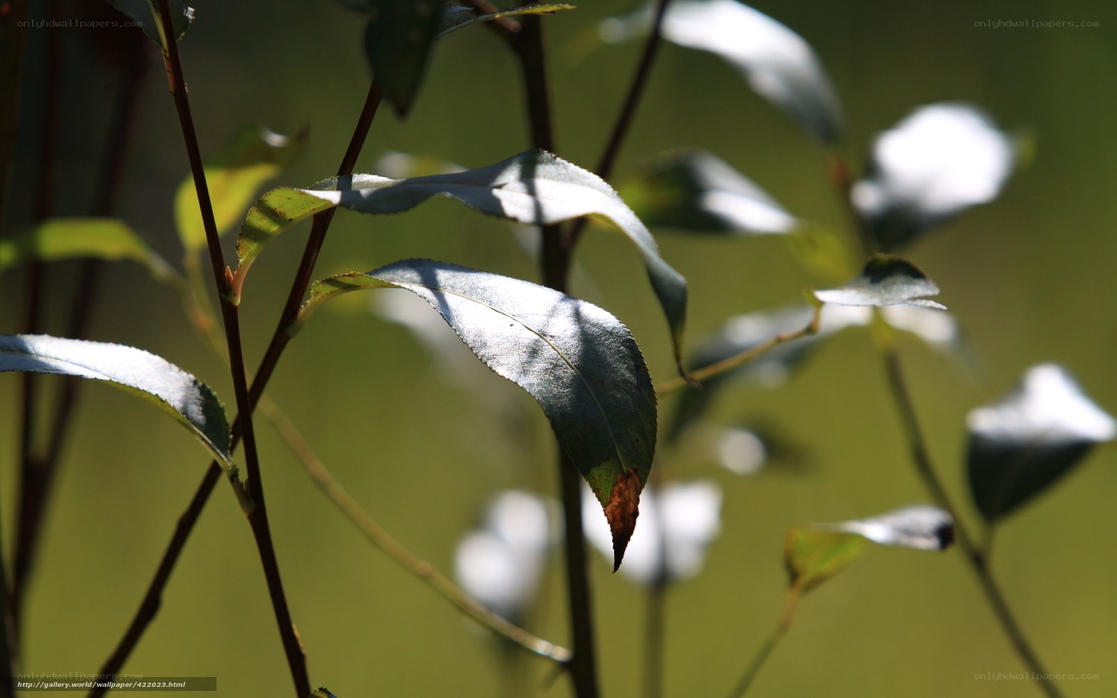 sunlit leaves in a garden