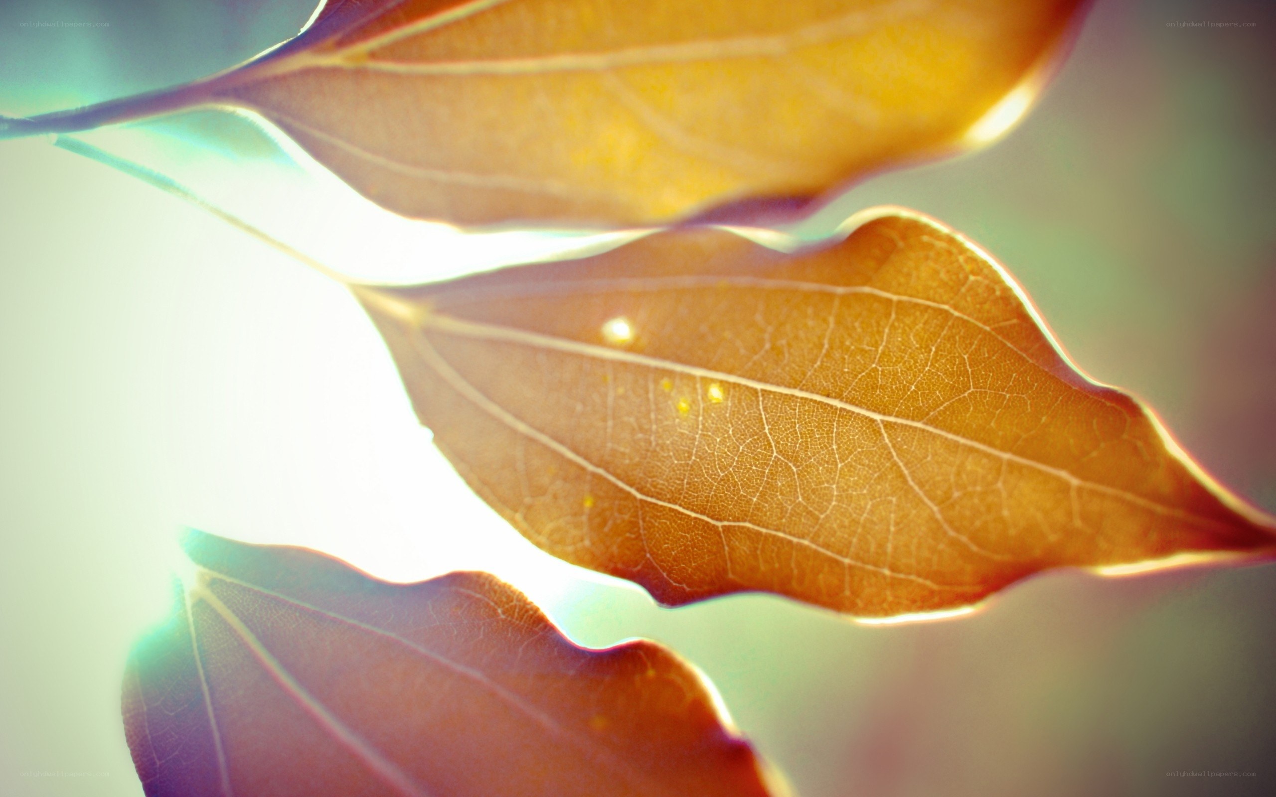 Sunlit leaves in autumn