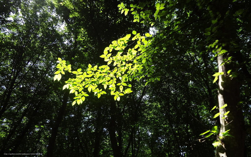 Sunlit Leaves in Forest