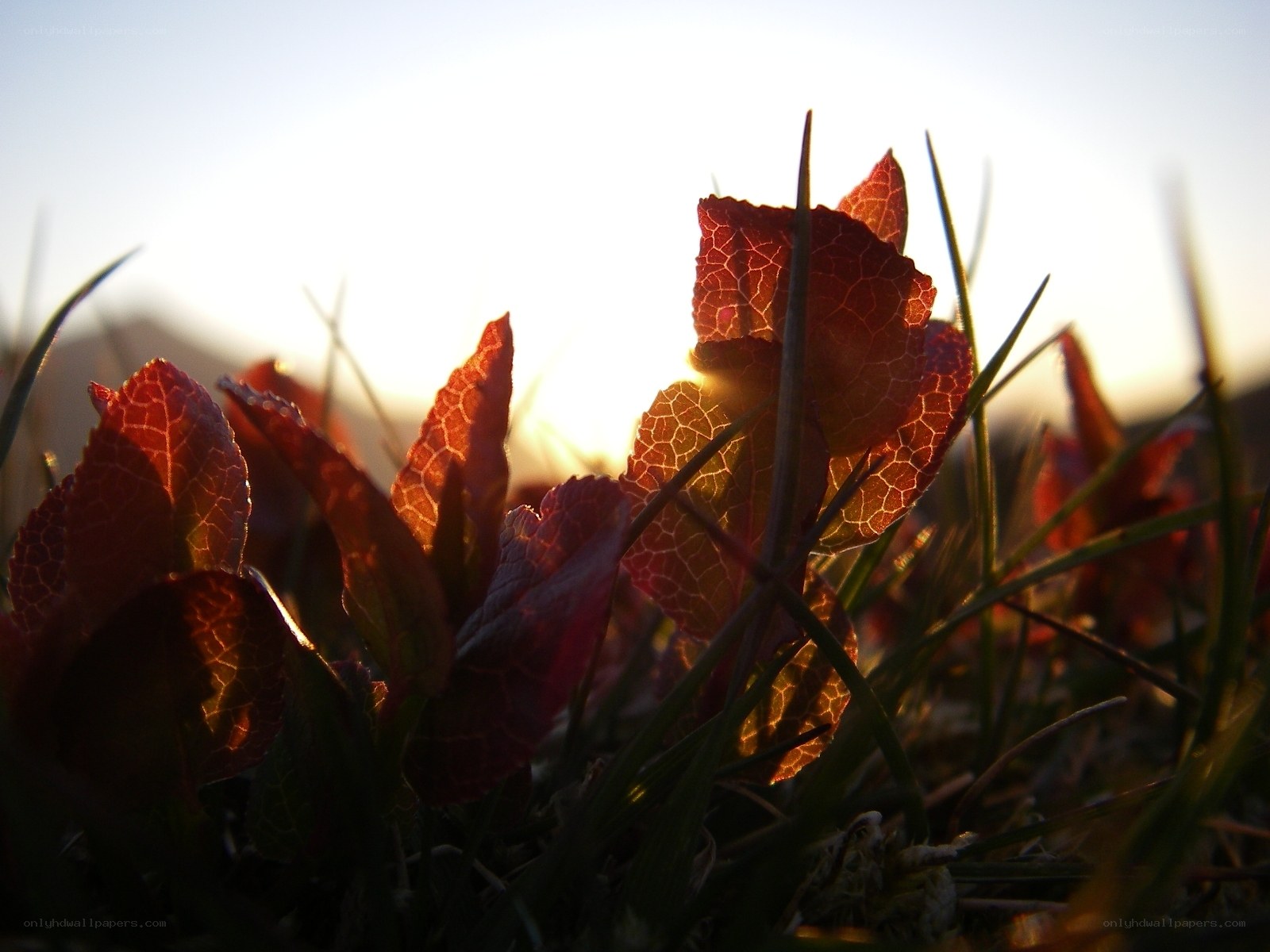 Sunlit leaves in grass
