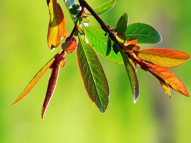 Sunlit leaves on a branch