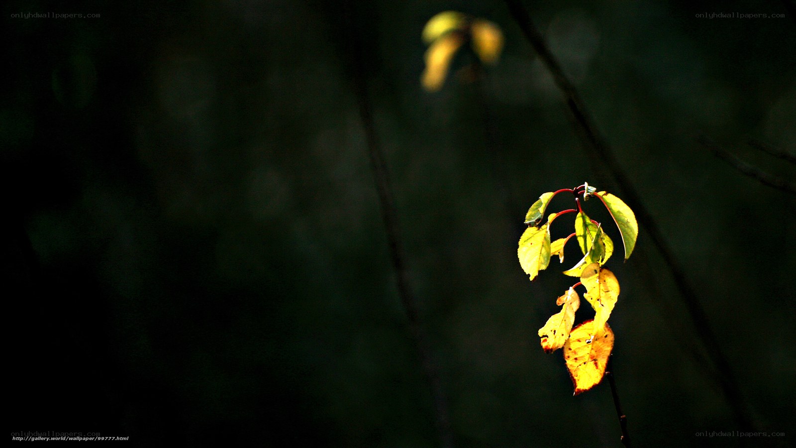 Sunlit leaves on a dark branch