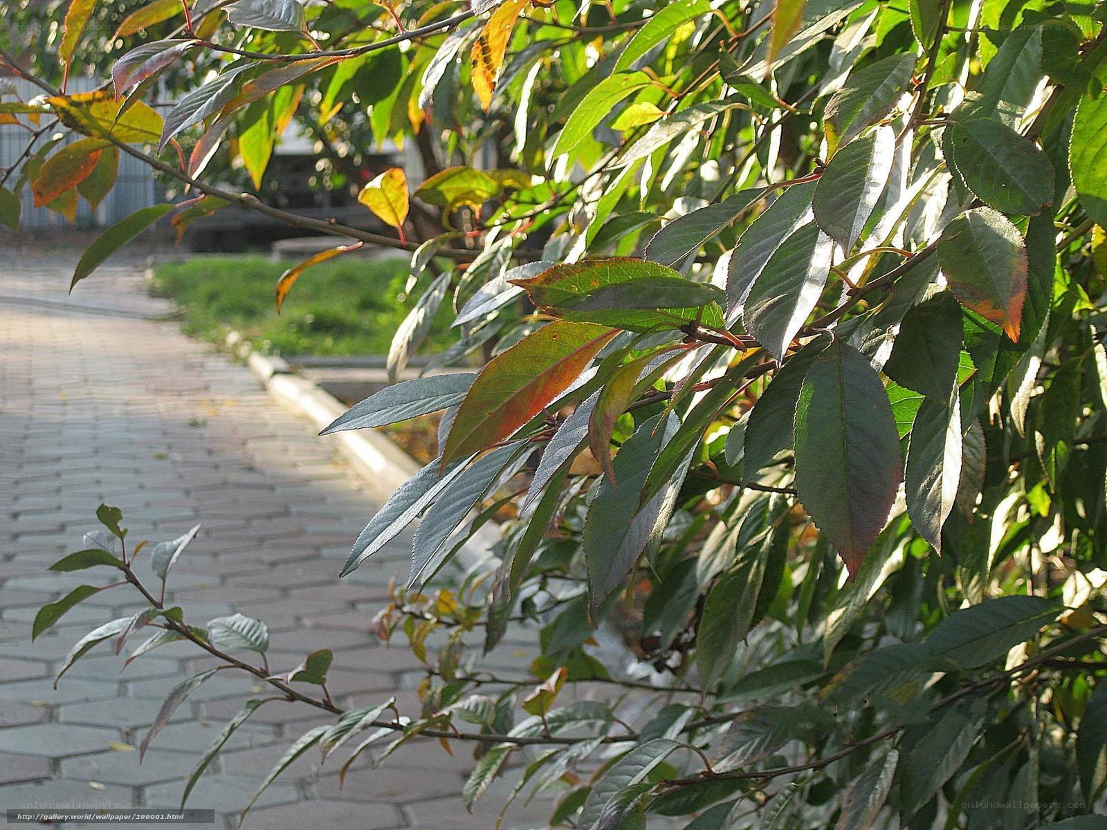 Sunlit leaves on a garden path