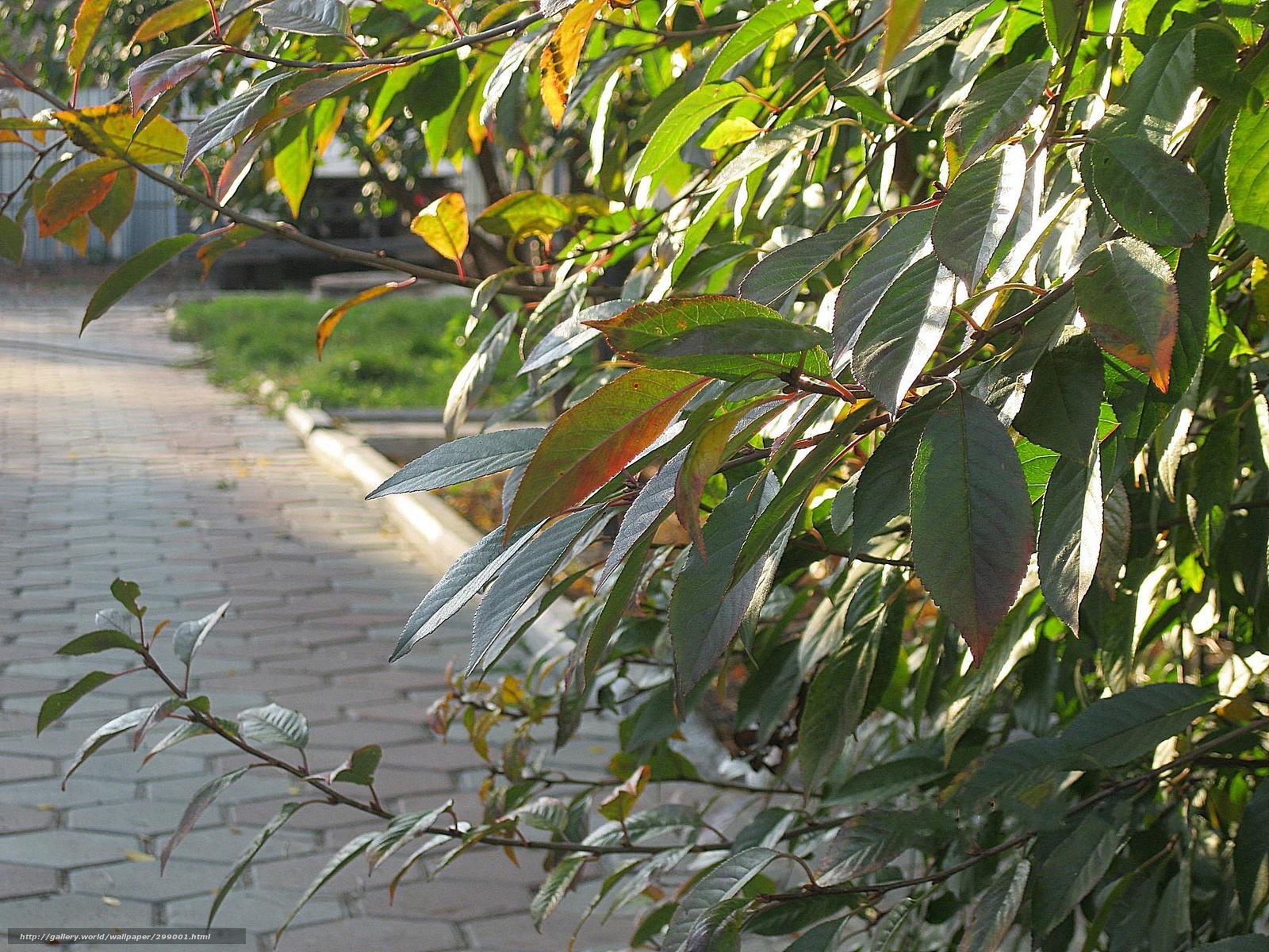 Sunlit leaves on a garden path