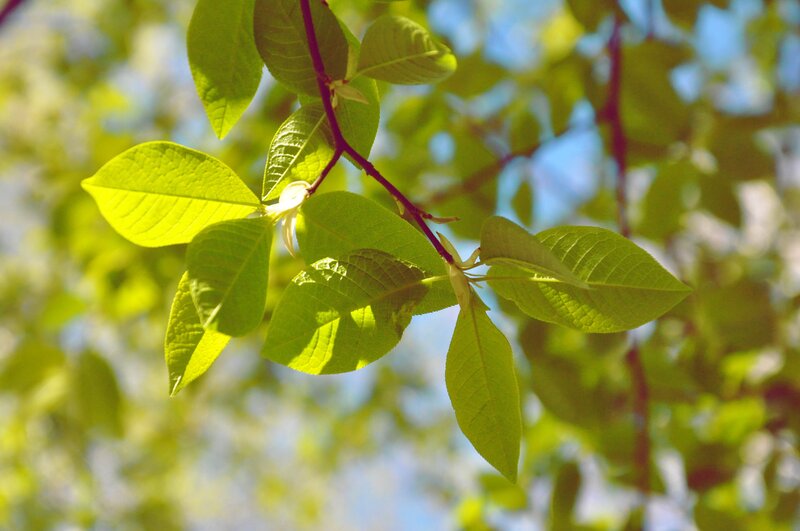Sunlit leaves on a tree branch