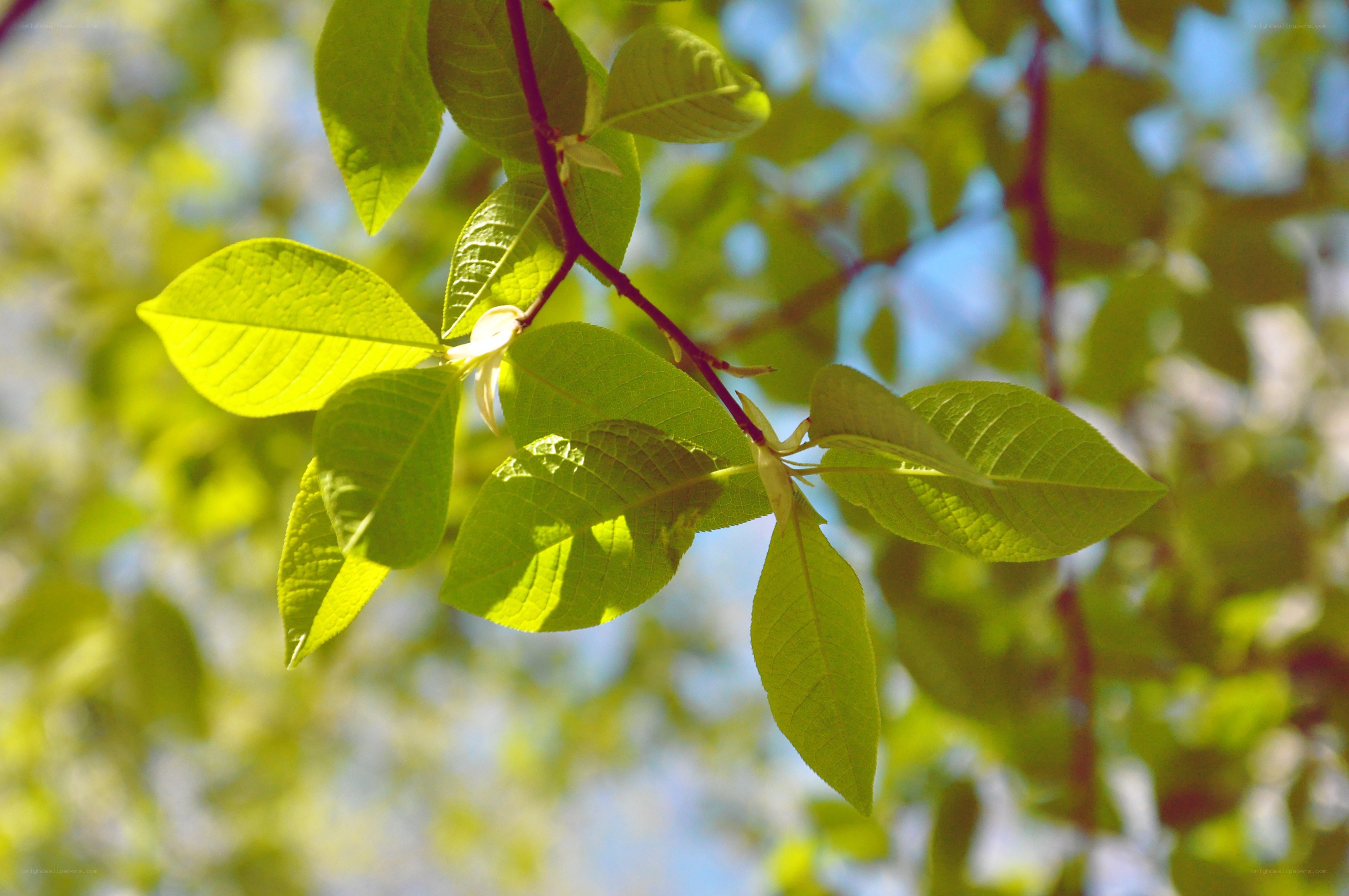 Sunlit leaves on a tree branch