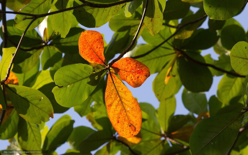 Sunlit leaves on a tree