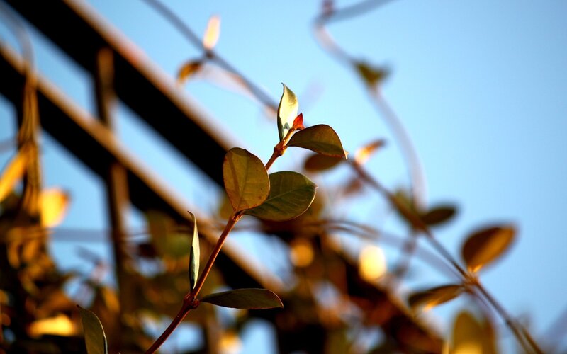 Sunlit leaves on a vine