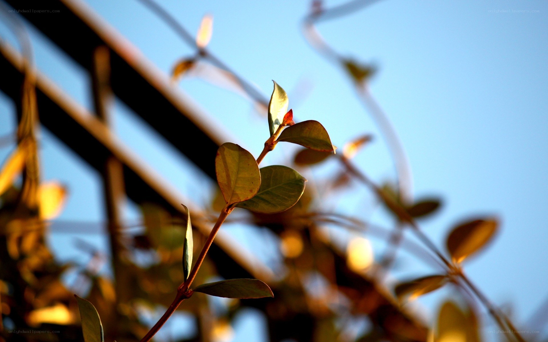 Sunlit leaves on a vine