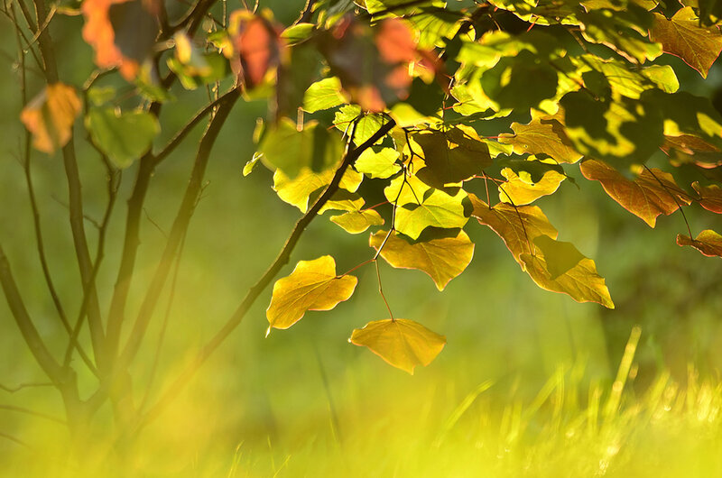 Sunlit Leaves on Branches — Green