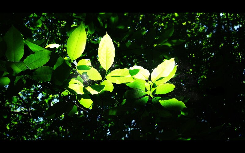 Sunlit Leaves on Branches