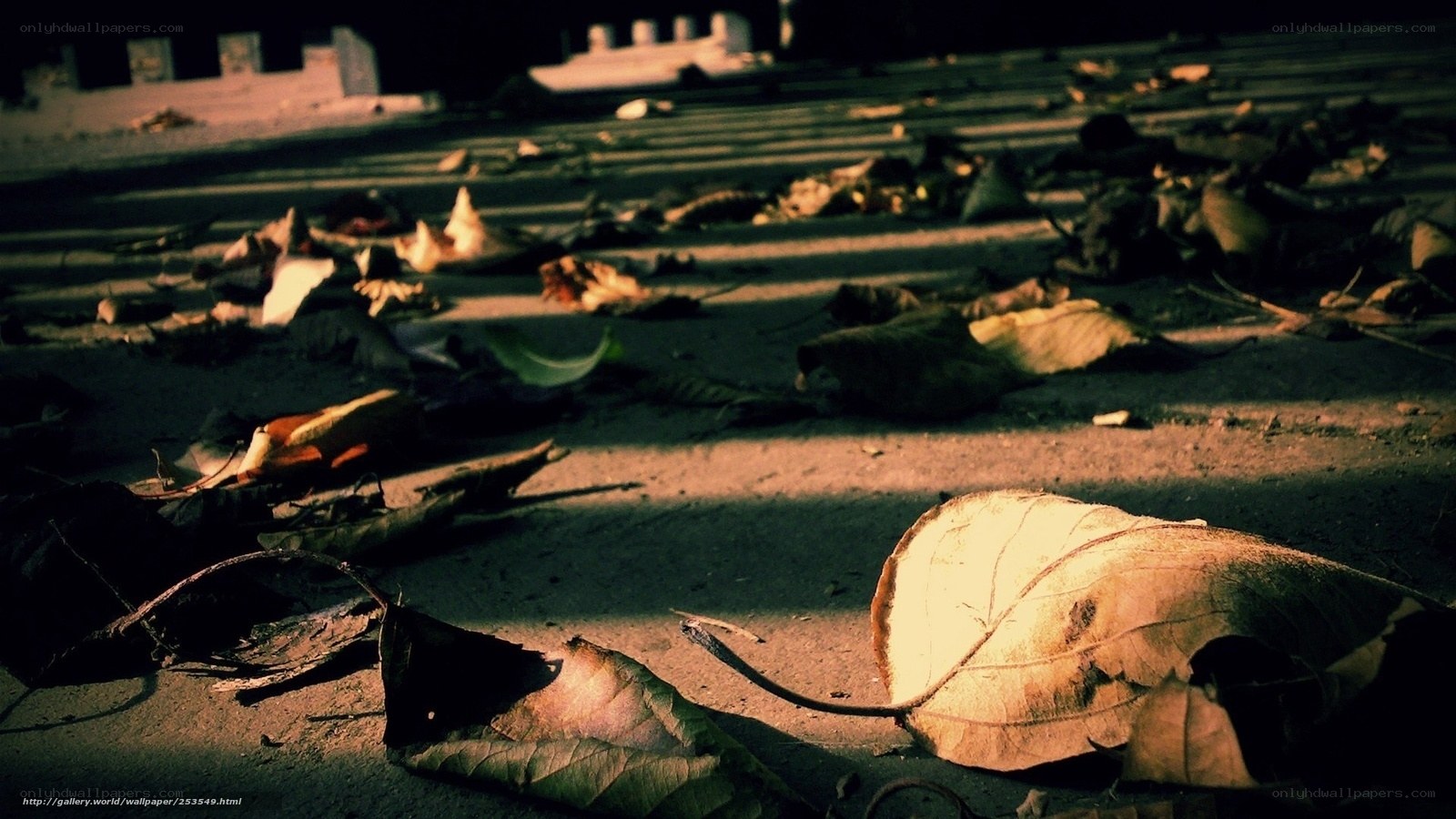 Sunlit leaves on the ground