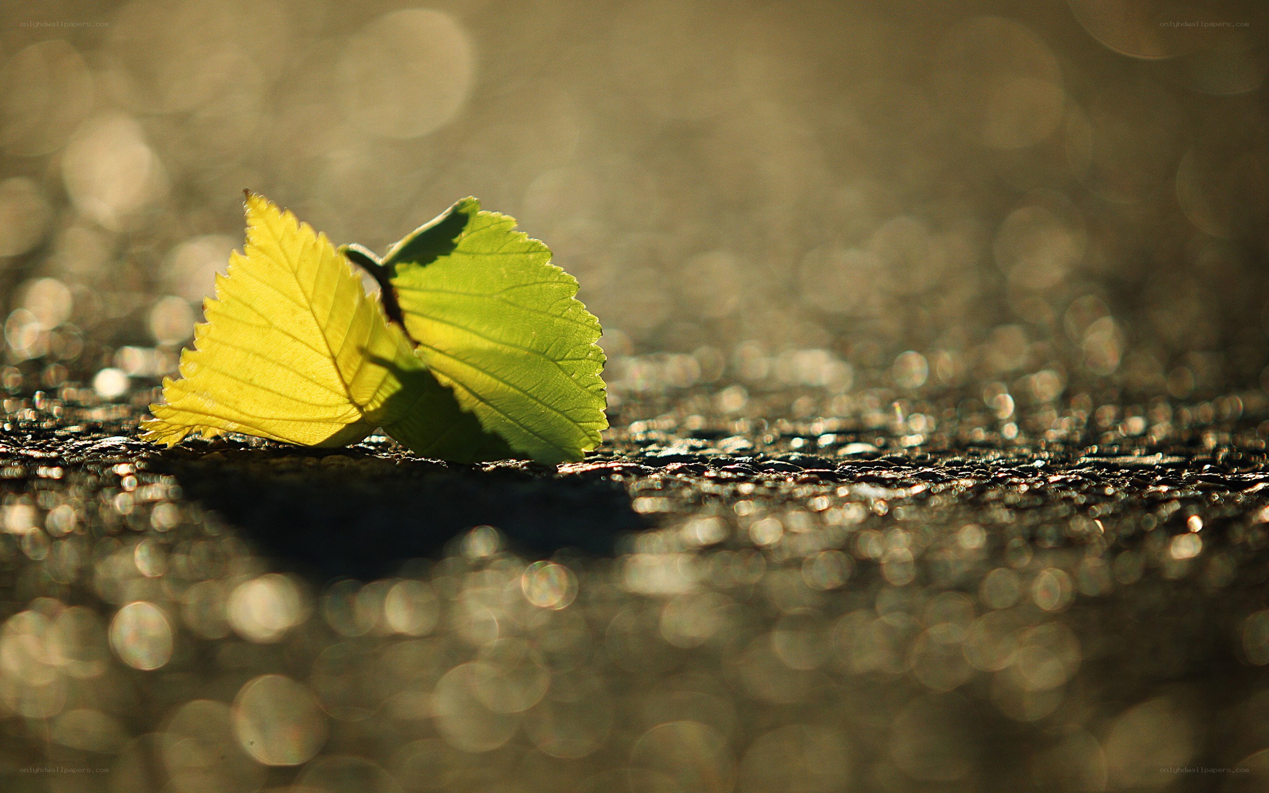 Sunlit leaves on wet pavement