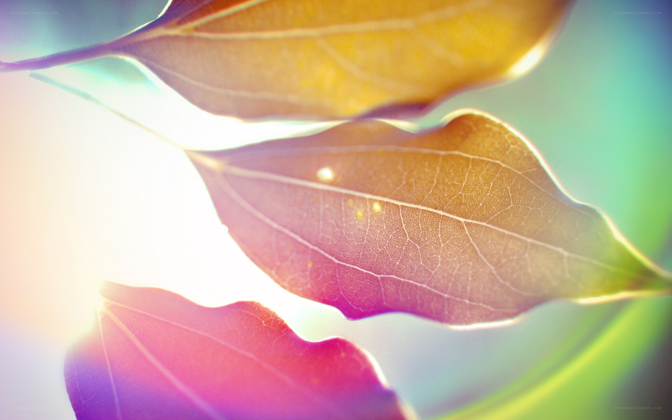 Sunlit leaves with lens flare