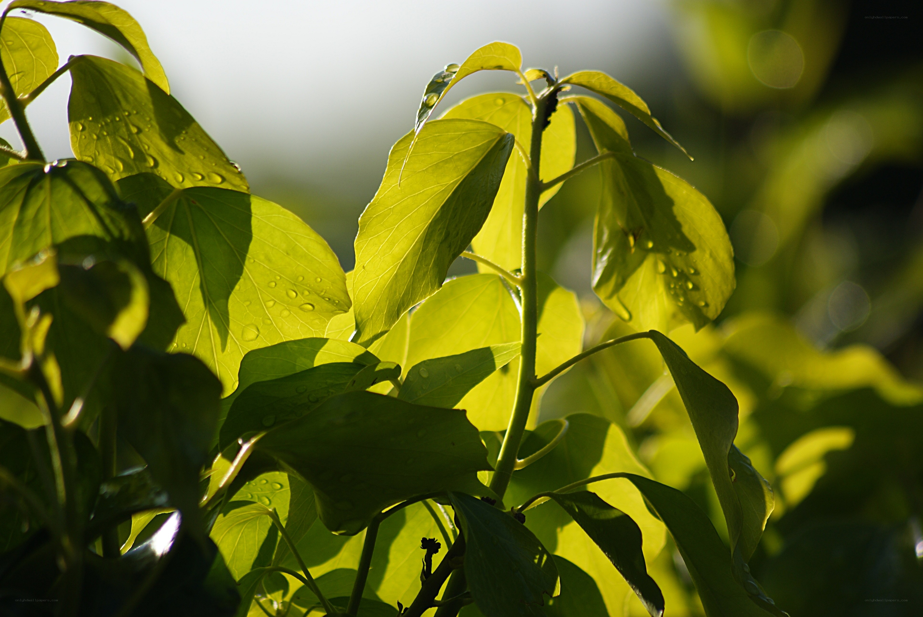 Sunlit leaves with water droplets