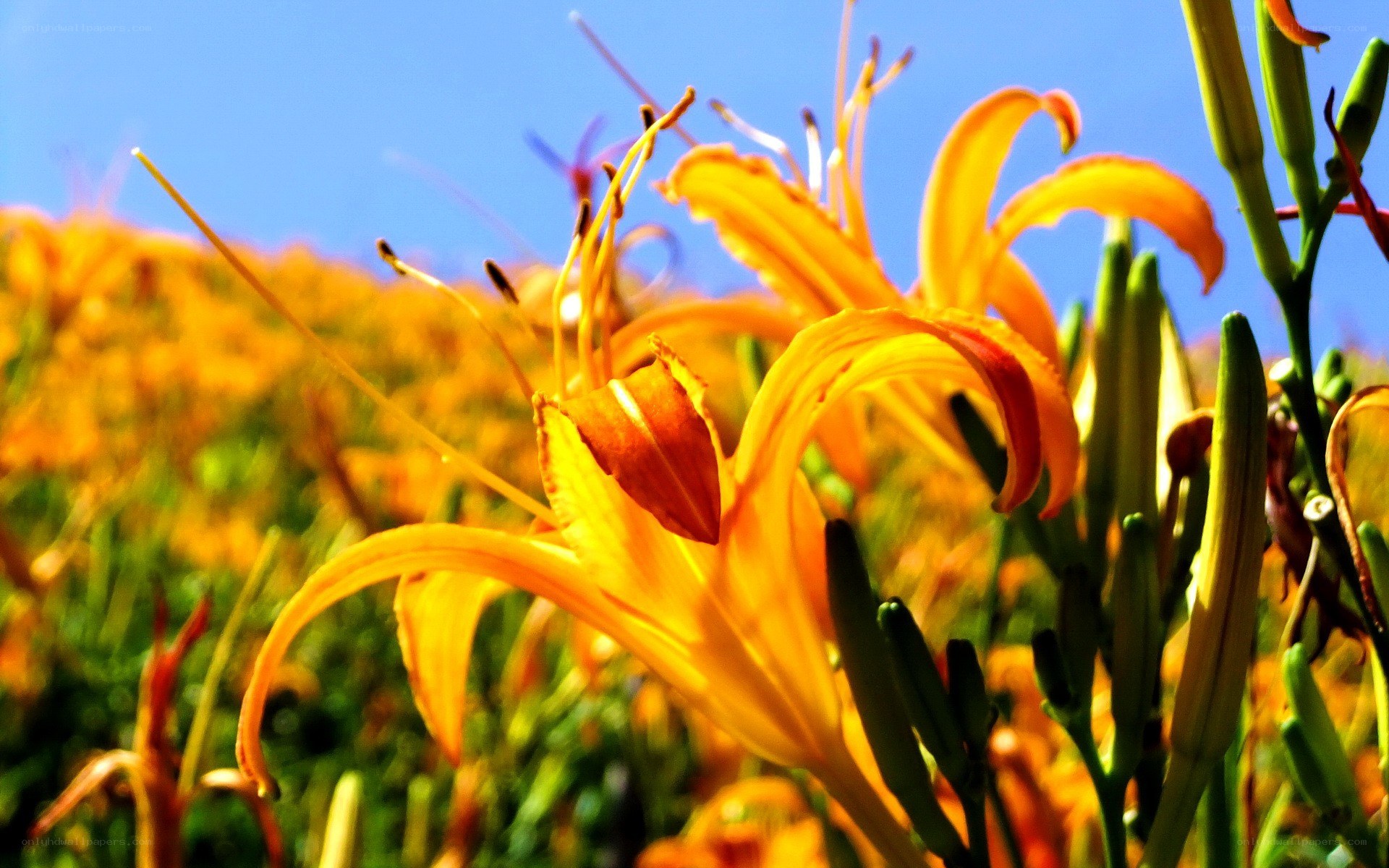 Sunlit lilies in a field