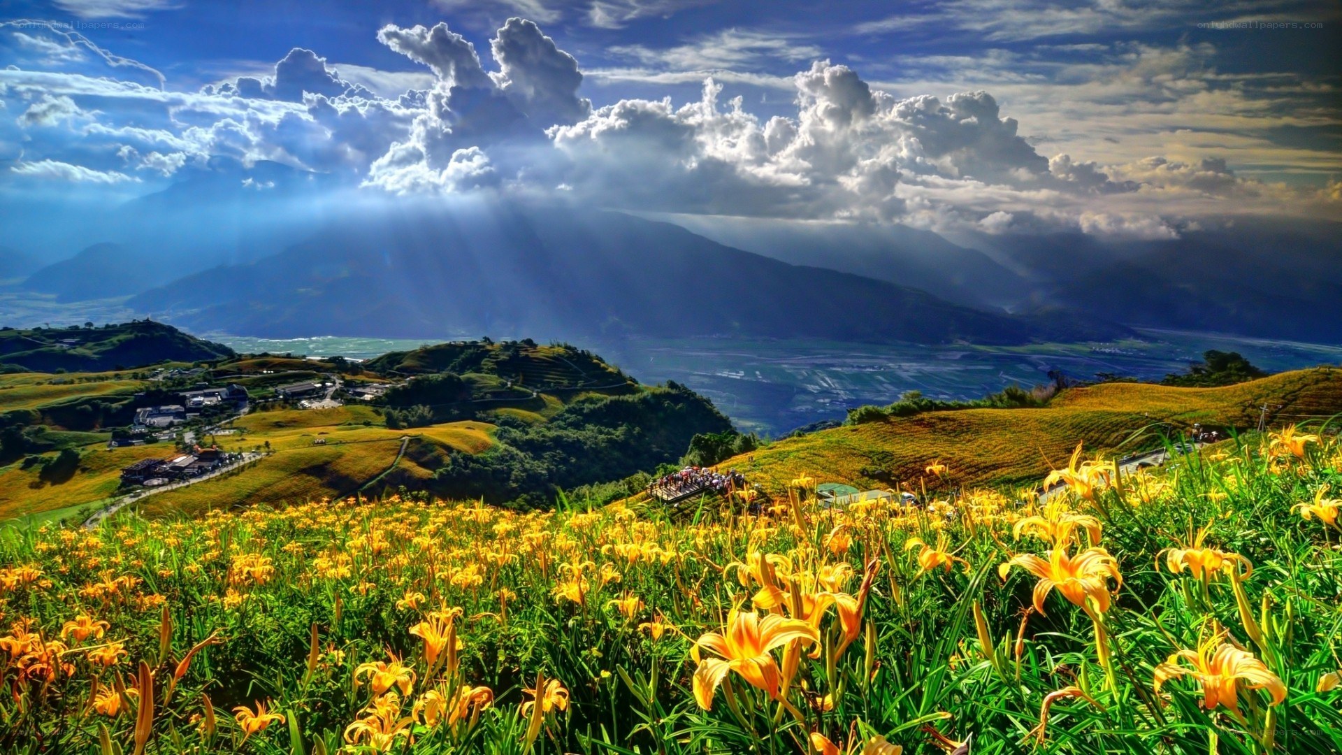 Sunlit lilies on a mountain slope
