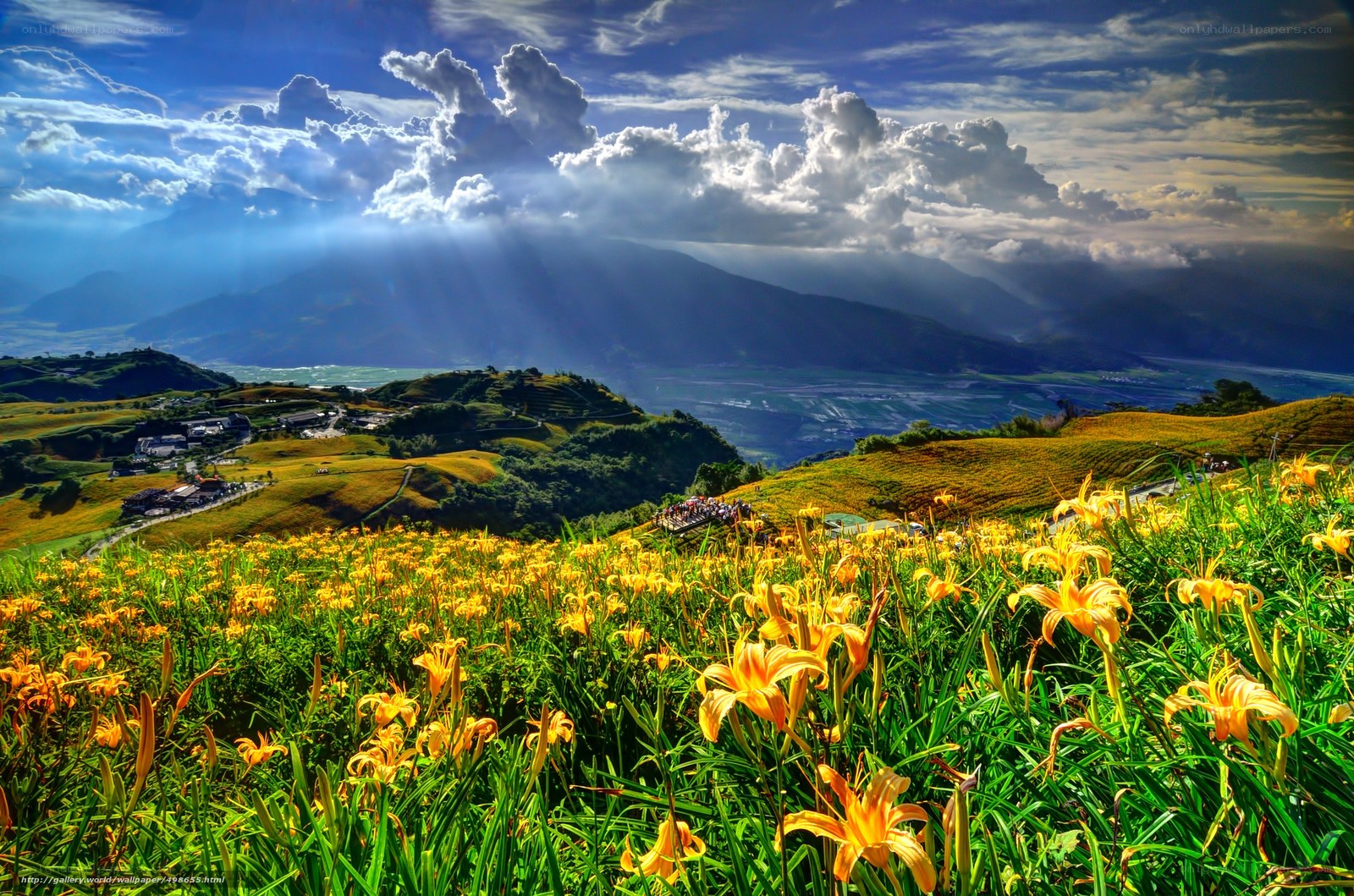 Sunlit lilies on a mountain slope