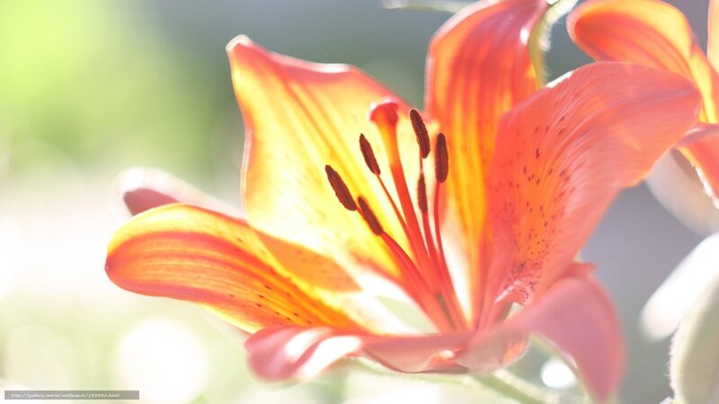 Sunlit lily in bloom