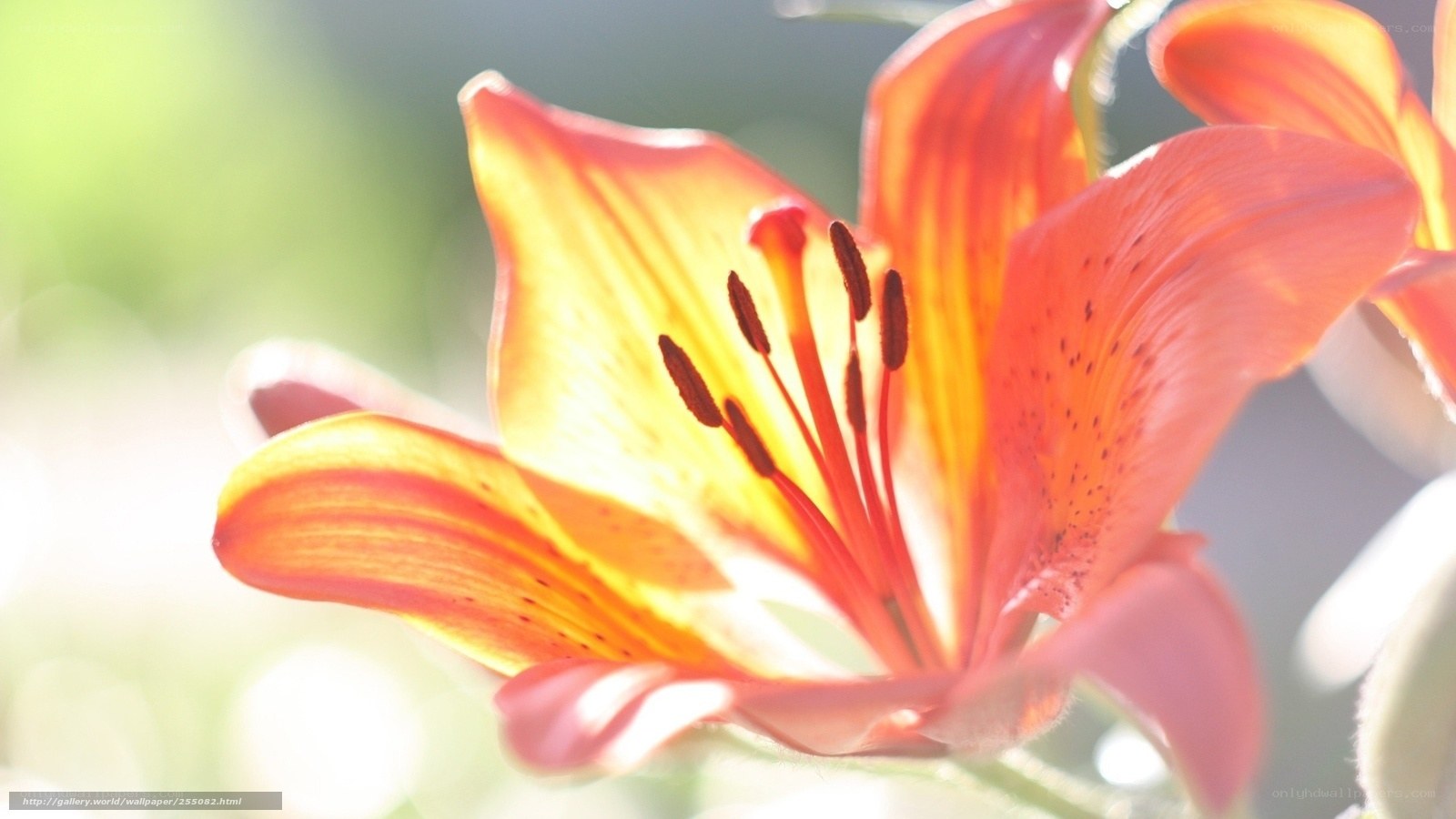 Sunlit lily in bloom