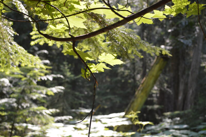 Sunlit Maple Branch